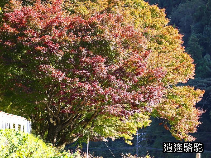 烏帽子岳、紅楓(耶馬溪自行車道)-日本駱駝