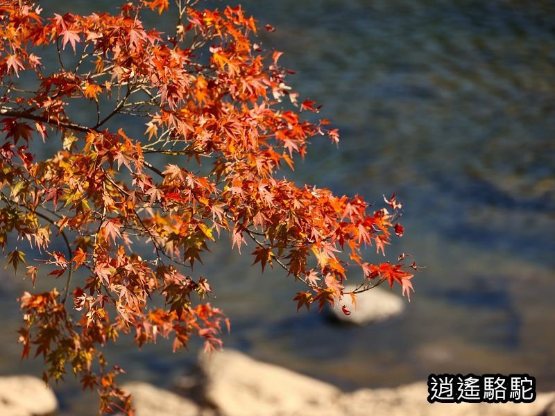 烏帽子岳、紅楓(耶馬溪自行車道)-日本駱駝