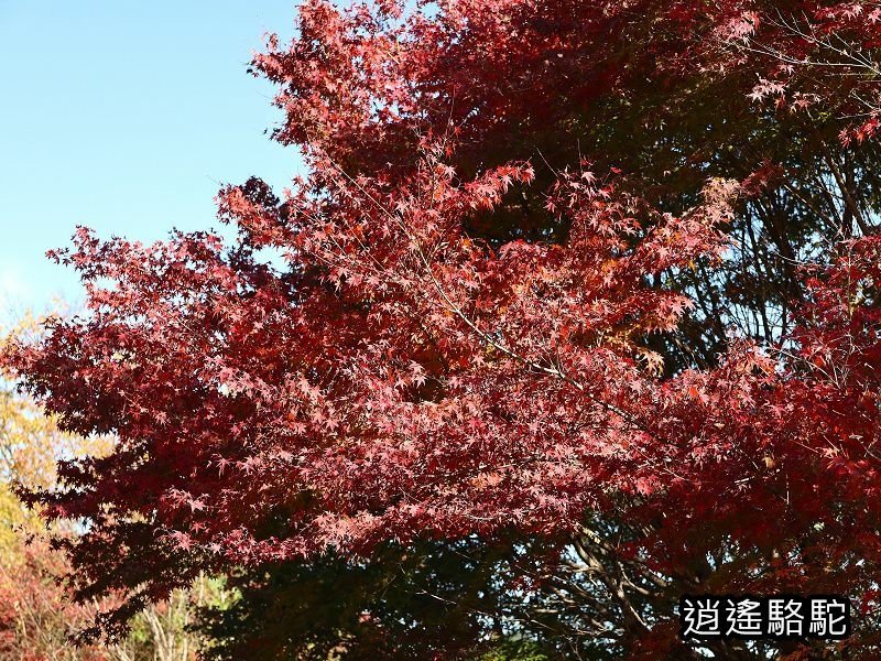 烏帽子岳、紅楓(耶馬溪自行車道)-日本駱駝