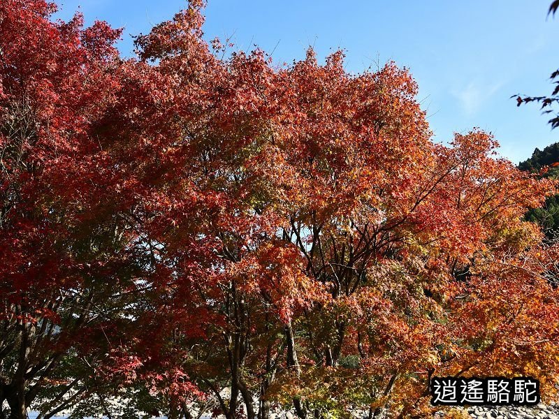 烏帽子岳、紅楓(耶馬溪自行車道)-日本駱駝