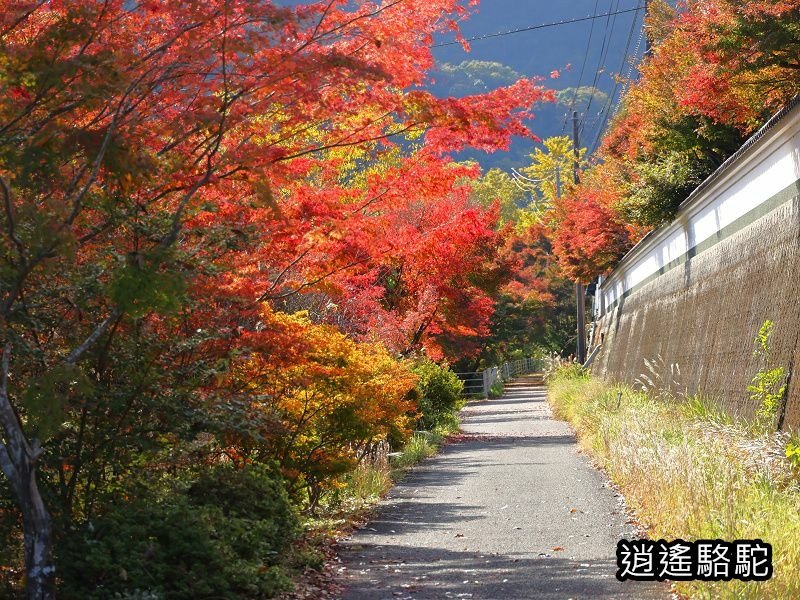 烏帽子岳、紅楓(耶馬溪自行車道)-日本駱駝