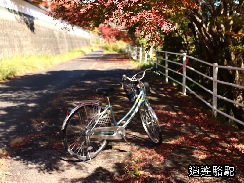 烏帽子岳、紅楓(耶馬溪自行車道)-日本駱駝