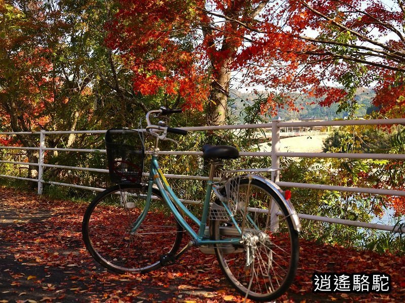 烏帽子岳、紅楓(耶馬溪自行車道)-日本駱駝