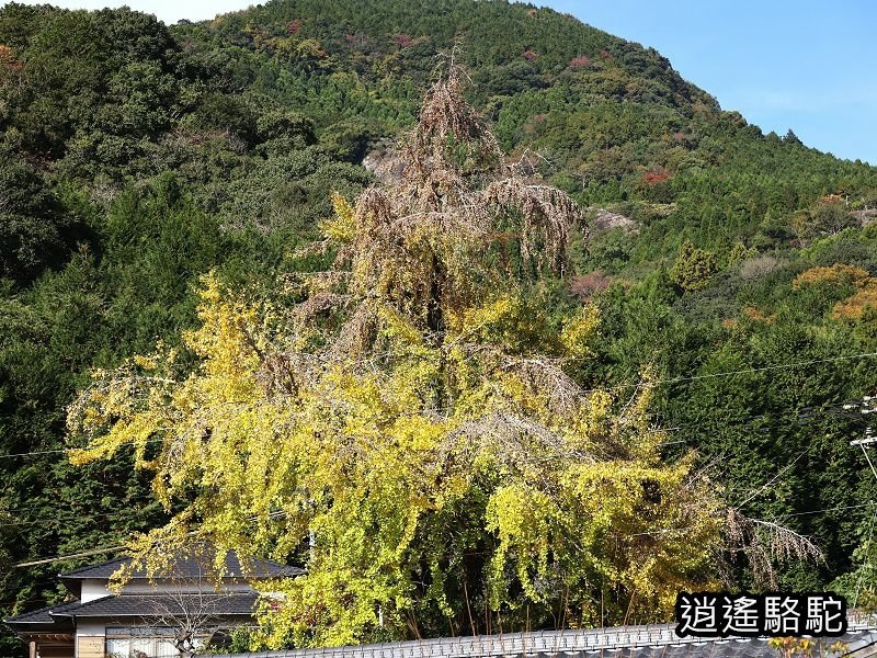 岩洞山の景(耶馬溪自行車道)-日本駱駝