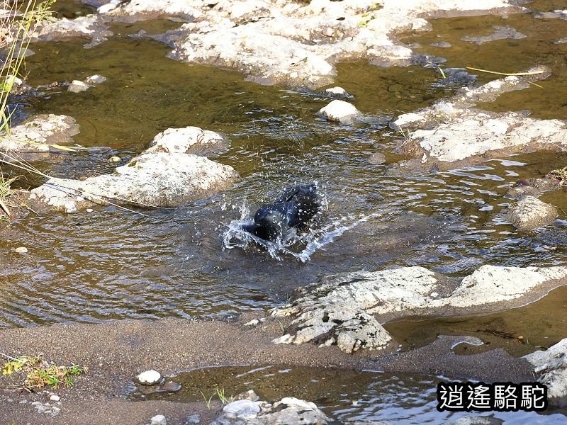 冠石野駅跡看不到櫻花只見烏鴉在洗澡-日本駱駝