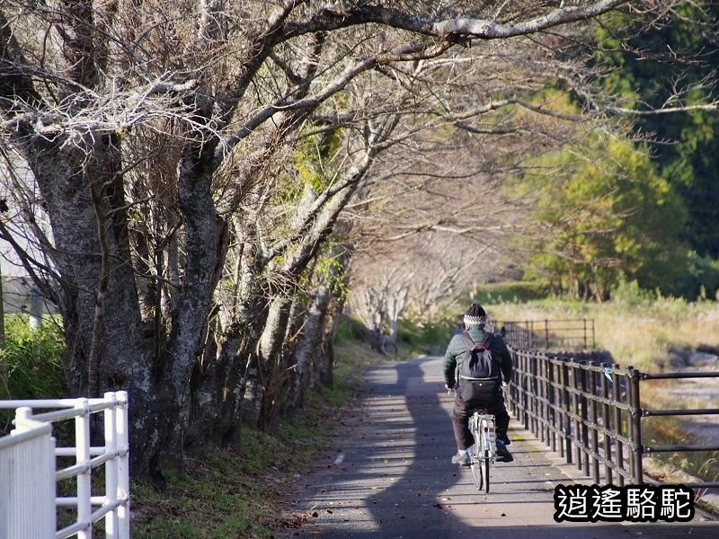 冠石野駅跡看不到櫻花只見烏鴉在洗澡-日本駱駝