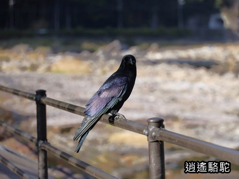 冠石野駅跡看不到櫻花只見烏鴉在洗澡-日本駱駝