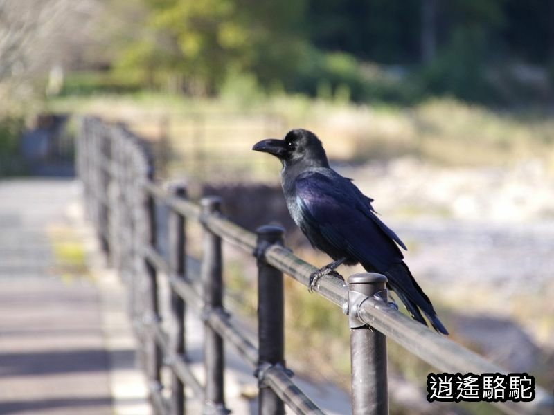 冠石野駅跡看不到櫻花只見烏鴉在洗澡-日本駱駝