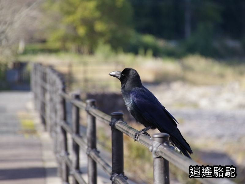 冠石野駅跡看不到櫻花只見烏鴉在洗澡-日本駱駝