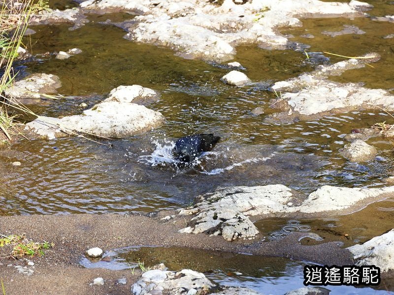 冠石野駅跡看不到櫻花只見烏鴉在洗澡-日本駱駝