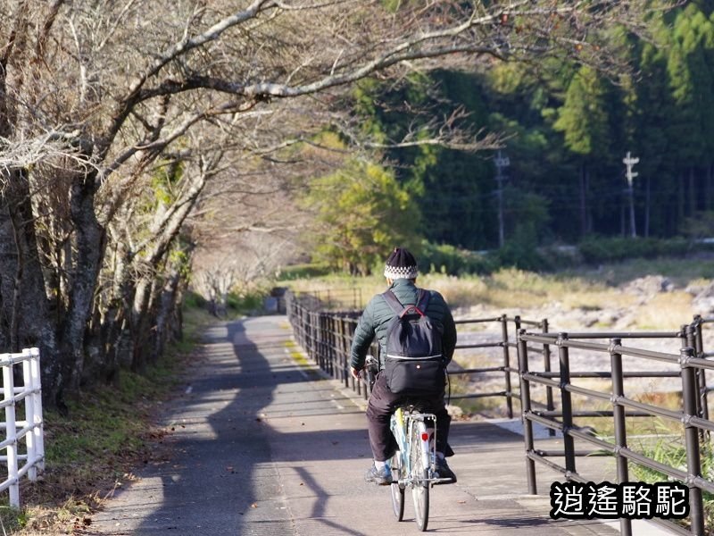 冠石野駅跡看不到櫻花只見烏鴉在洗澡-日本駱駝