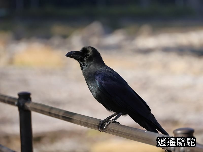 冠石野駅跡看不到櫻花只見烏鴉在洗澡-日本駱駝