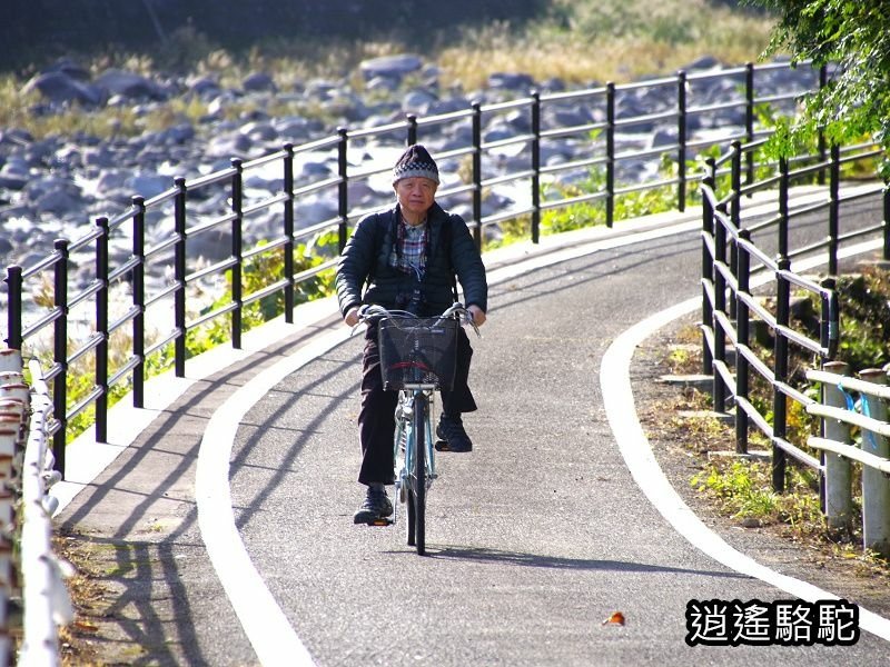 冠石野駅跡看不到櫻花只見烏鴉在洗澡-日本駱駝