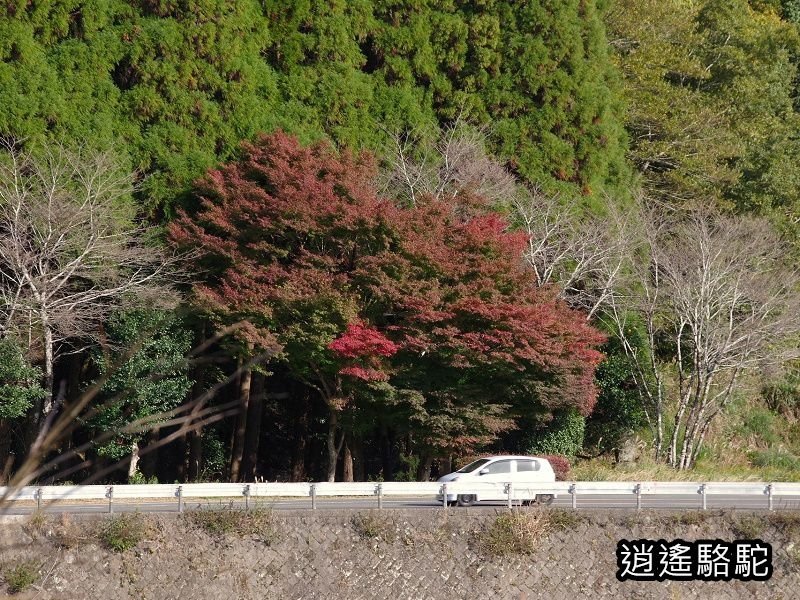 冠石野駅跡看不到櫻花只見烏鴉在洗澡-日本駱駝