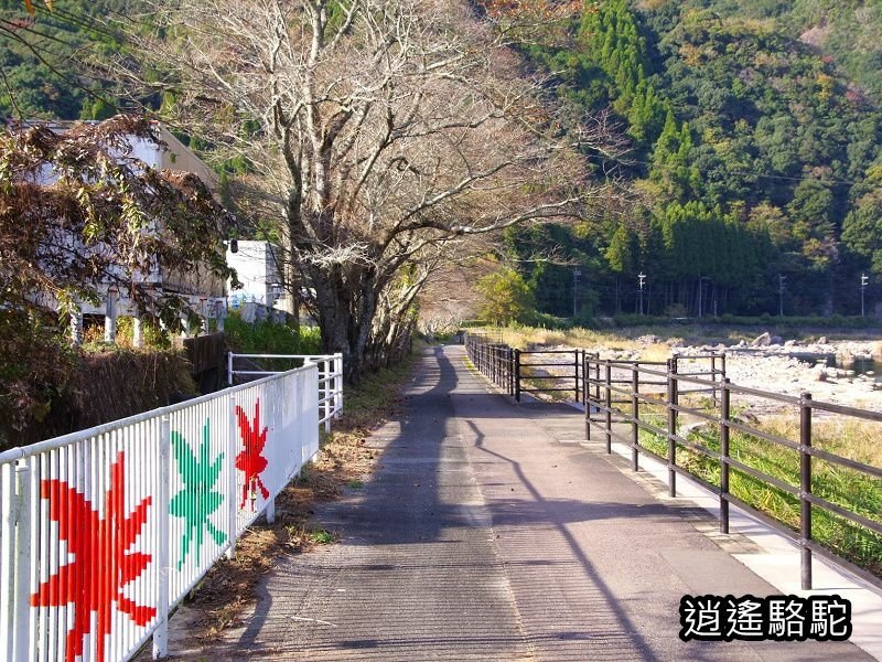 冠石野駅跡看不到櫻花只見烏鴉在洗澡-日本駱駝