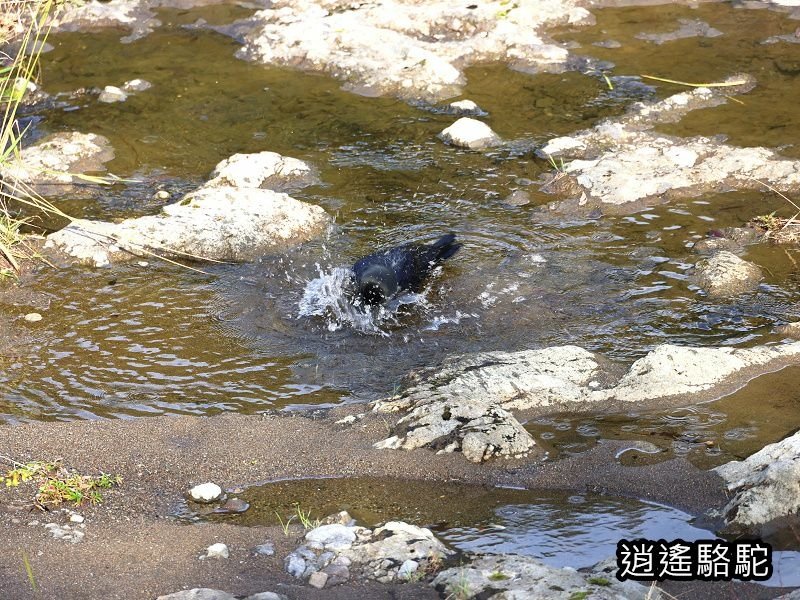 冠石野駅跡看不到櫻花只見烏鴉在洗澡-日本駱駝