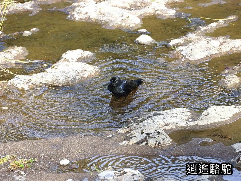 冠石野駅跡看不到櫻花只見烏鴉在洗澡-日本駱駝