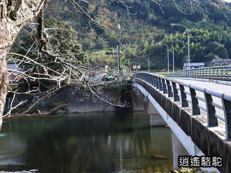 冠石野駅跡看不到櫻花只見烏鴉在洗澡-日本駱駝