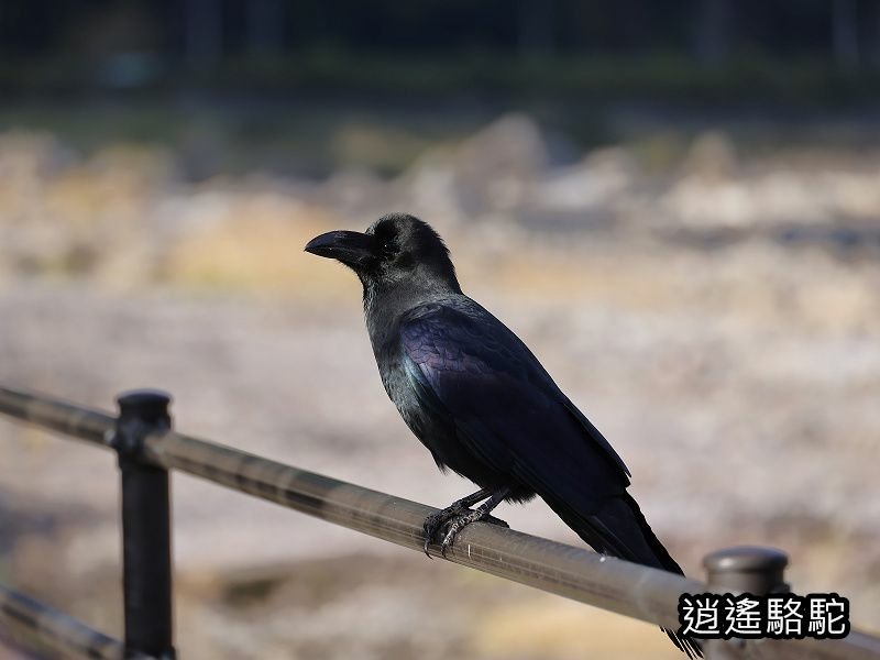 冠石野駅跡看不到櫻花只見烏鴉在洗澡-日本駱駝