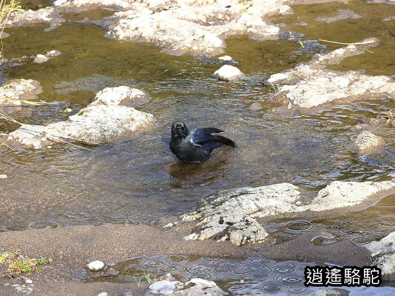 冠石野駅跡看不到櫻花只見烏鴉在洗澡-日本駱駝