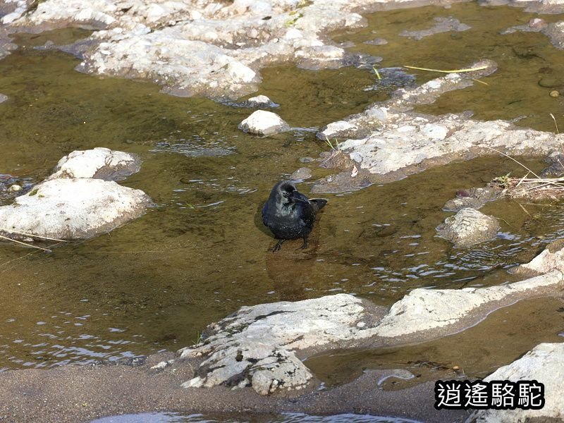 冠石野駅跡看不到櫻花只見烏鴉在洗澡-日本駱駝