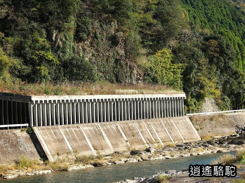 冠石野駅跡看不到櫻花只見烏鴉在洗澡-日本駱駝