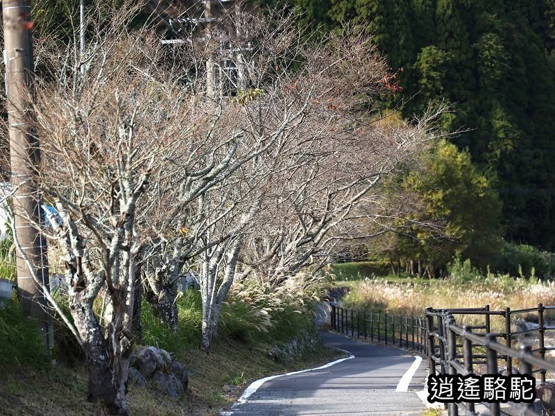 冠石野駅跡看不到櫻花只見烏鴉在洗澡-日本駱駝