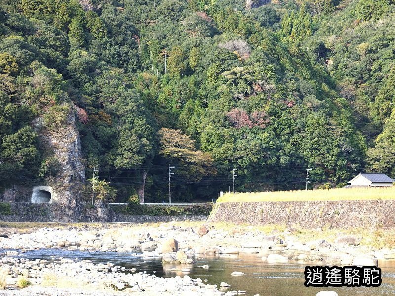 冠石野駅跡看不到櫻花只見烏鴉在洗澡-日本駱駝