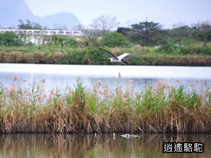 下坔仔橋打鳥-宜蘭駱駝