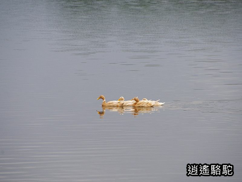 下坔仔橋打鳥-宜蘭駱駝