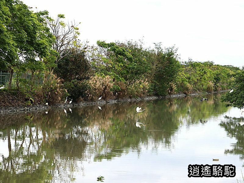 下坔仔橋打鳥-宜蘭駱駝