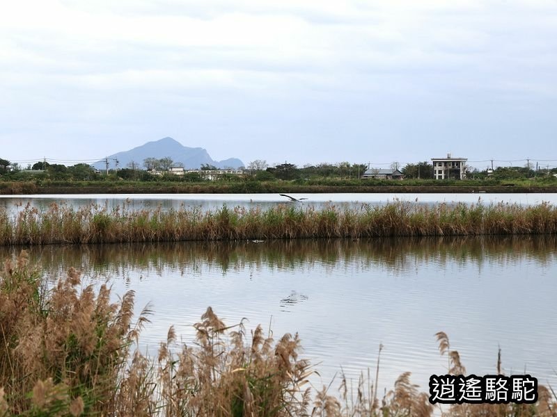 下坔仔橋打鳥-宜蘭駱駝