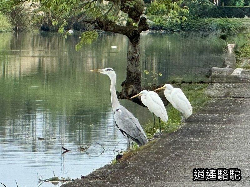 下坔仔橋打鳥-宜蘭駱駝