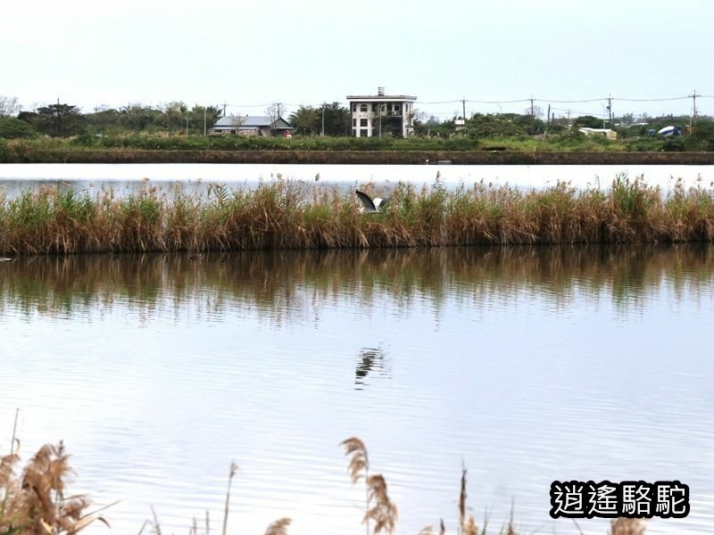 下坔仔橋打鳥-宜蘭駱駝