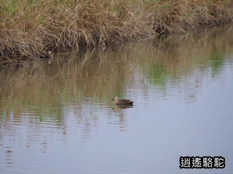 下坔仔橋打鳥-宜蘭駱駝