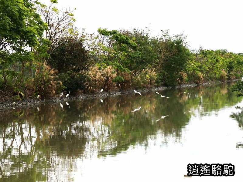 下坔仔橋打鳥-宜蘭駱駝