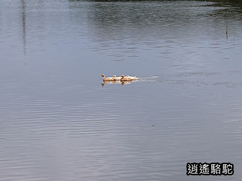 下坔仔橋打鳥-宜蘭駱駝