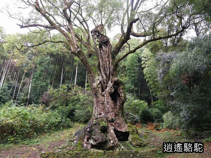 遇見宮崎駿龍貓中的三千年大楠樹-日本駱駝