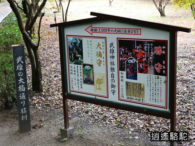遇見宮崎駿龍貓中的三千年大楠樹-日本駱駝
