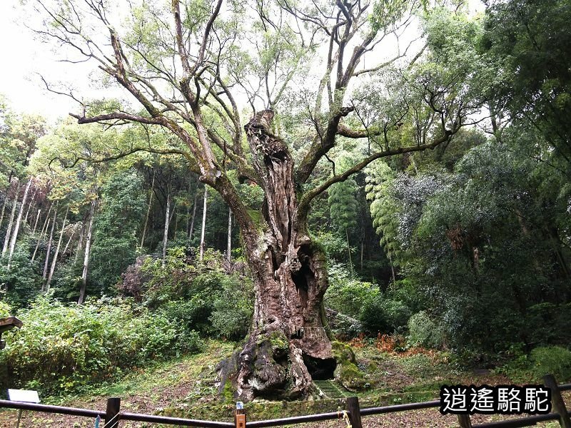 遇見宮崎駿龍貓中的三千年大楠樹-日本駱駝