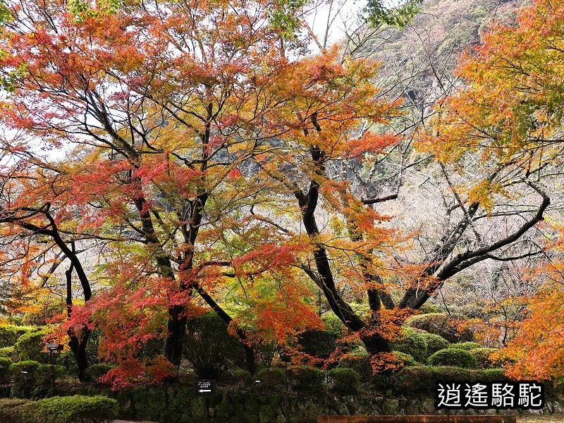 鍋島茂義別邸庭園(御船山樂園)-日本駱駝