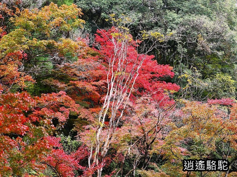 鍋島茂義別邸庭園(御船山樂園)-日本駱駝