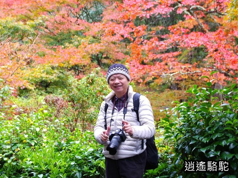 鍋島茂義別邸庭園(御船山樂園)-日本駱駝