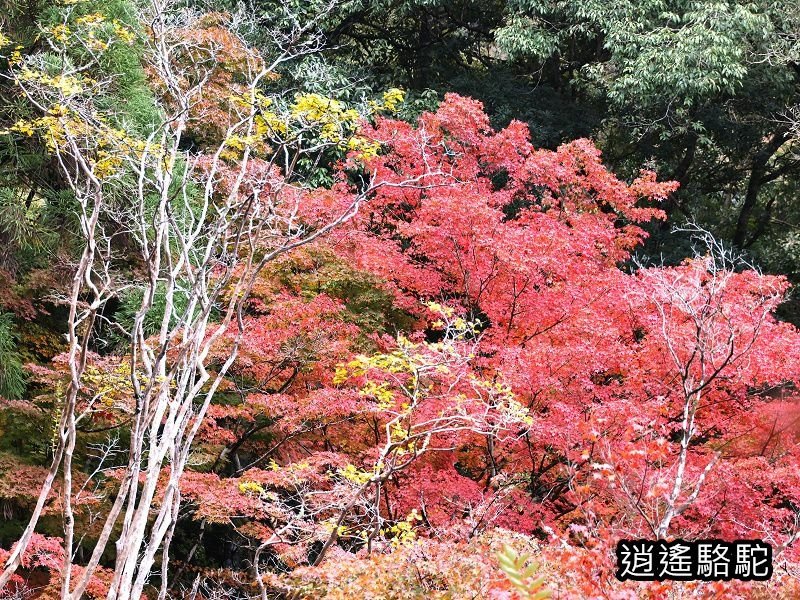 鍋島茂義別邸庭園(御船山樂園)-日本駱駝