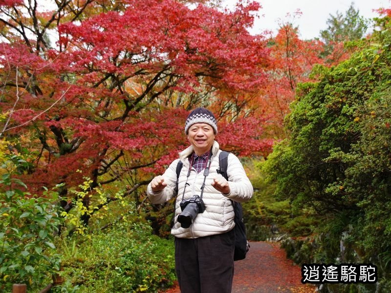 鍋島茂義別邸庭園(御船山樂園)-日本駱駝