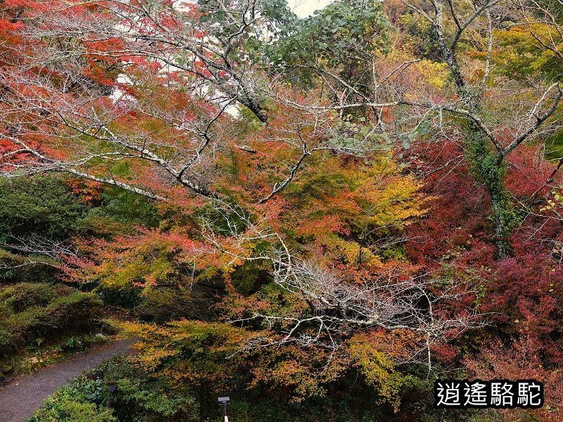 鍋島茂義別邸庭園(御船山樂園)-日本駱駝