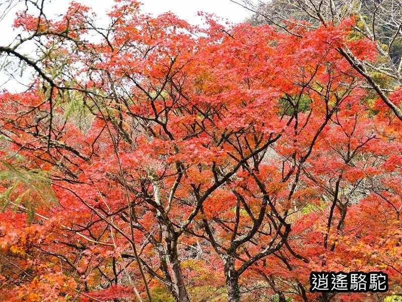 鍋島茂義別邸庭園(御船山樂園)-日本駱駝