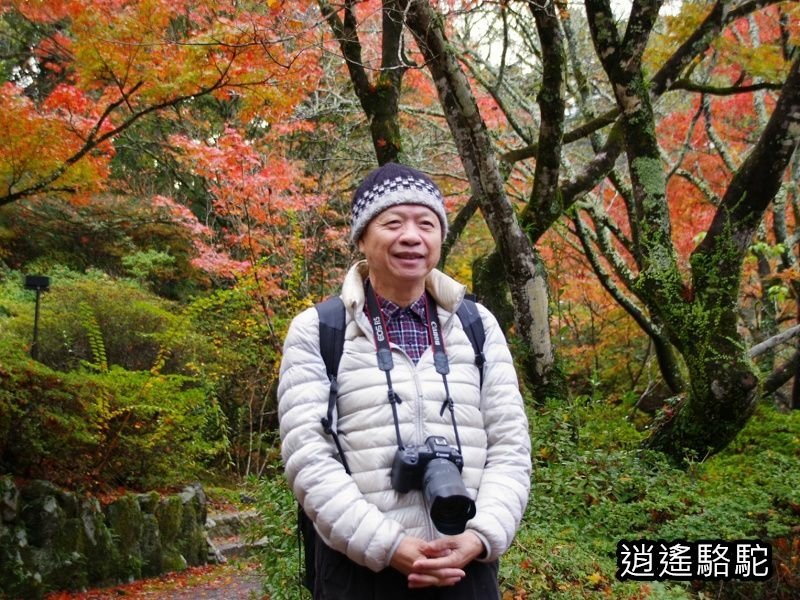 鍋島茂義別邸庭園(御船山樂園)-日本駱駝