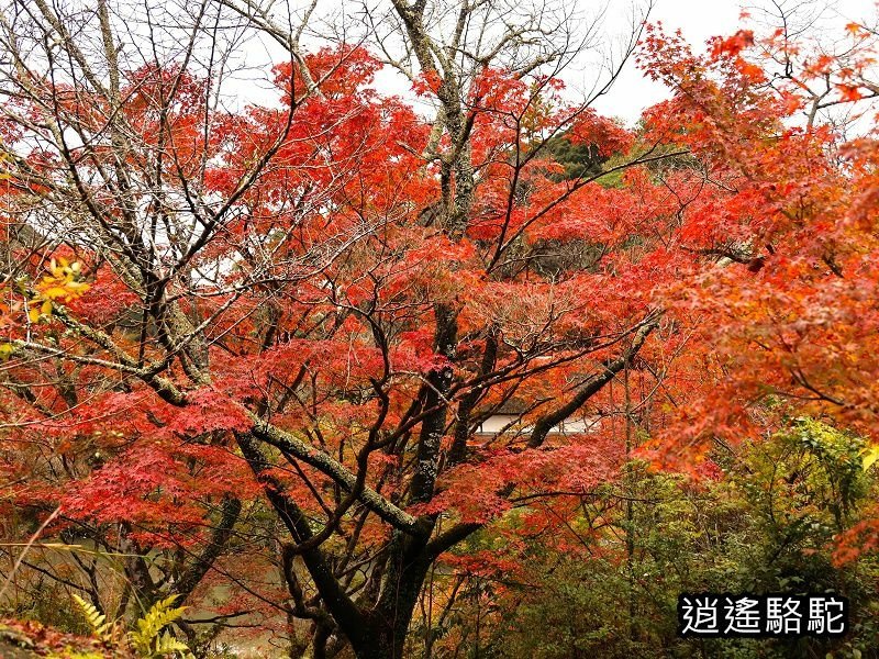 鍋島茂義別邸庭園(御船山樂園)-日本駱駝