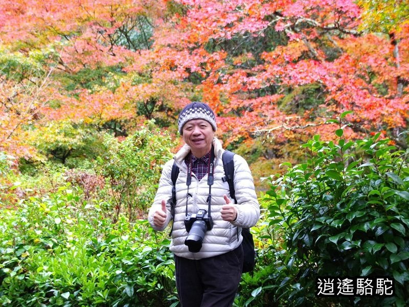 鍋島茂義別邸庭園(御船山樂園)-日本駱駝